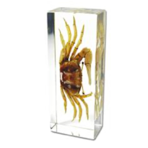 Insect Large Paperweights