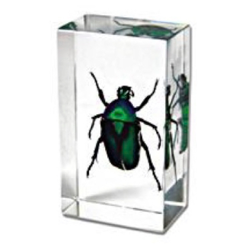 Insect Small Paperweights