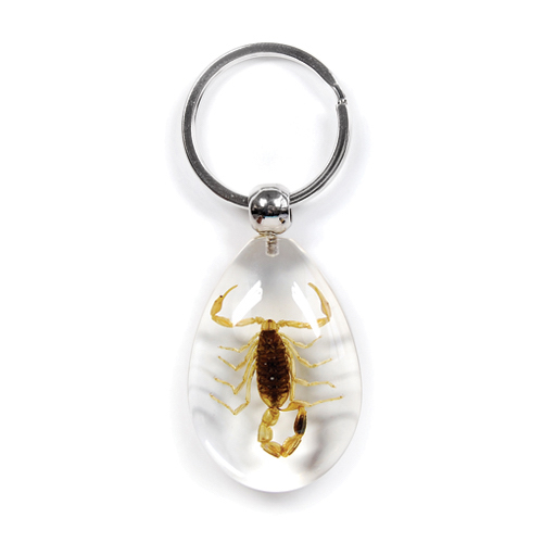 Insect Scorpion Clear Keyring by World of Insects - SK0901