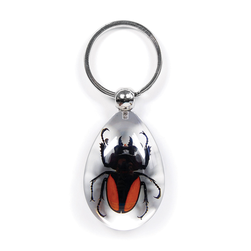 Insect Golden-Winged Stag Beetle Clear Keyring by World of Insects - SK0908
