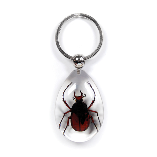 Insect Antler Horned Beetle Clear Keyring by World of Insects - SK0910