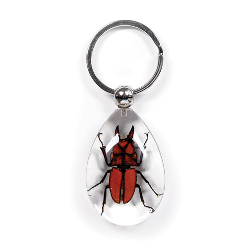 Insect Golden Stag Beetle Clear Keyring by World of Insects - SK0913