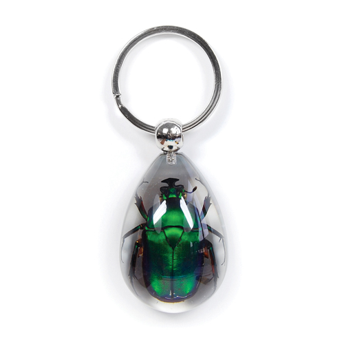 Insect Green Rose Chafer Beetle Clear Keyring by World of Insects - SK0941