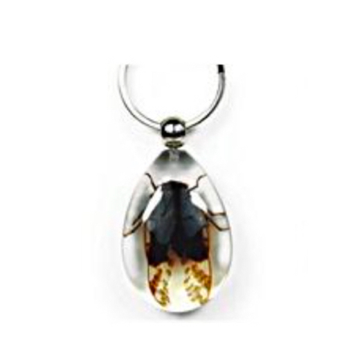 Insect Cicada Clear Keyring by World of Insects - SK0943