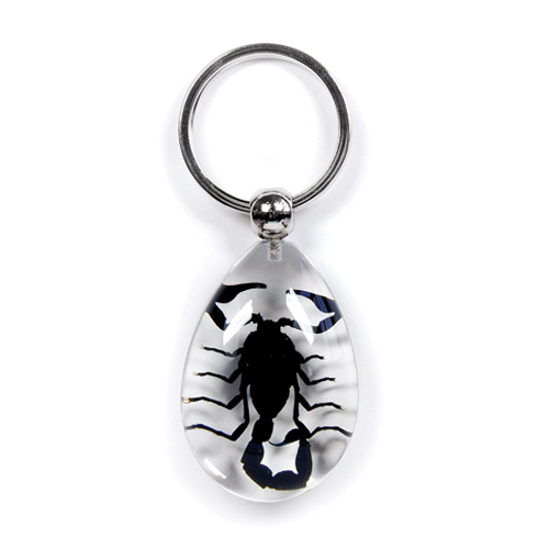 Insect Black Scorpion Clear Keyring by World of Insects - SK0991