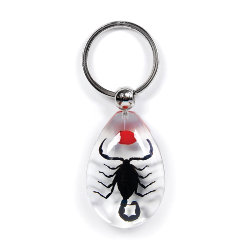 Insect Lucky Bean & Black Scorpion Clear Keyring by World of Insects - SK0994