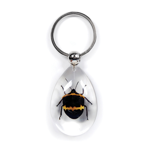 Insect Black Tea Seed Bug Clear Keyring by World of Insects - SK0995