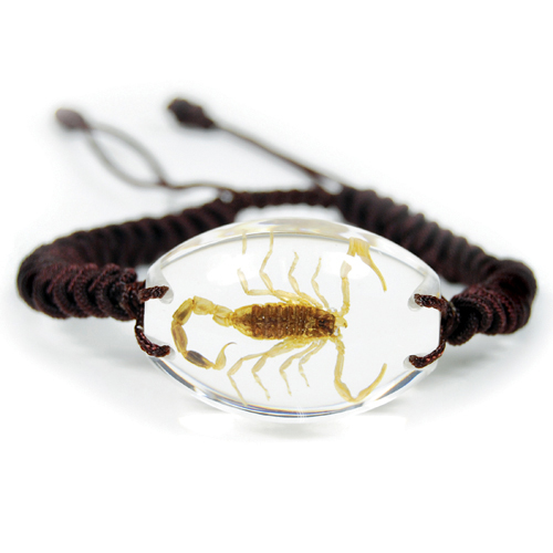 Insect Scorpion Clear Bracelet by World of Insects - SL1401