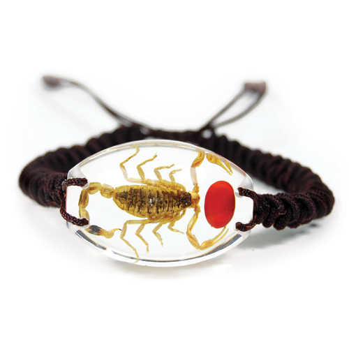 Insect Lucky Bean & Scorpion Clear Bracelet by World of Insects - SL1492