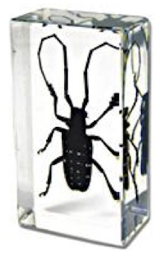 Insect Spotted Longhorn Beetle Paperweight (Small) by World of Insects - ST3256