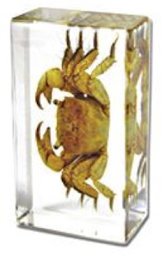 Insect Crab Paperweight (Small) by World of Insects - ST3259