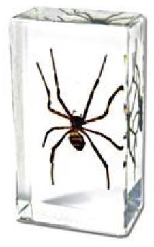 Insect Spider Paperweight (Small) by World of Insects - ST3262