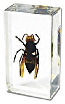Insect Wasp Paperweight (Small) by World of Insects - ST3264