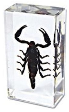 Insect Black Scorpion Paperweight (Small) by World of Insects - ST3279