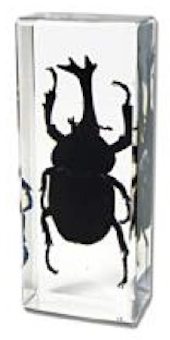 Insect Rhinoceros Beetle Paperweight (Large) by World of Insects - ST3368