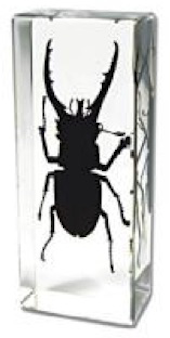 Insect Mountain Stag Beetle Paperweight (Large) by World of Insects - ST3370