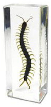 Insect Centipede Paperweight (Large) by World of Insects - ST3373