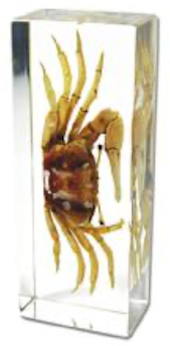 Insect Crab Paperweight (Large) by World of Insects - ST3375