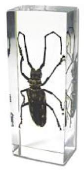 Insect Long Horned Beetle Paperweight (Large) by World of Insects - ST3383