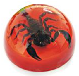 Insect Scorpion Dome Paperweight (Red) by World of Insects - TC0612