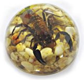 Insect Scorpion Dome Paperweight (Leaves/Pebbles) by World of Insects - TC0614