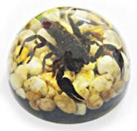 Insect Black Scorpion Dome Paperweight (Leaves/Pebbles) by World of Insects - TC0615