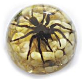 Insect Tarantula Dome Paperweight (Leaves/Pebbles) by World of Insects - TC0616