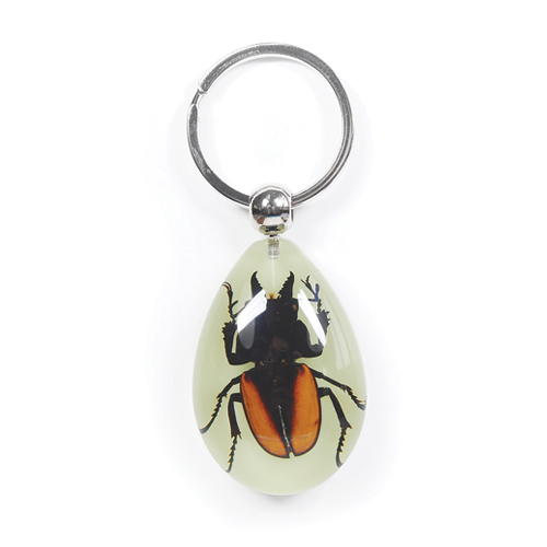 Insect Golden-Winged Stag Beetle Glow Keyring by World of Insects - YK0908