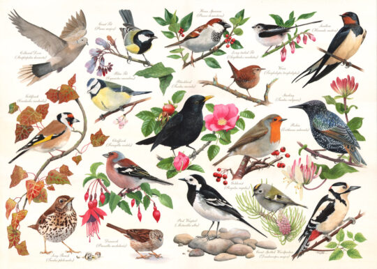 Birds In My Garden 1000 Piece Jigsaw Puzzle by House of Puzzles - HOP0118