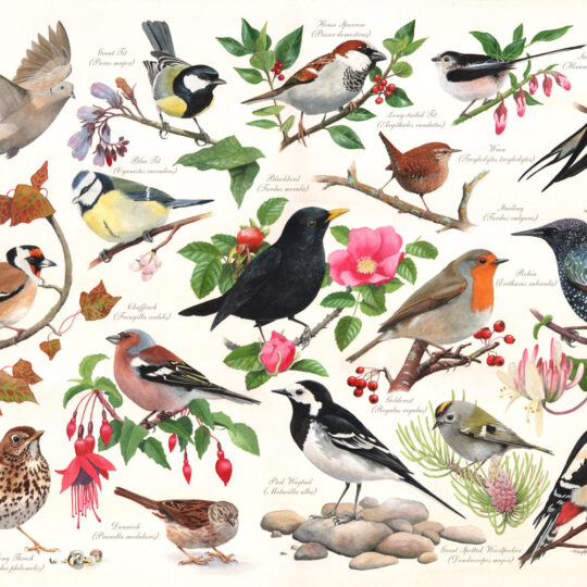Birds In My Garden 1000 Piece Jigsaw Puzzle by House of Puzzles - HOP0118