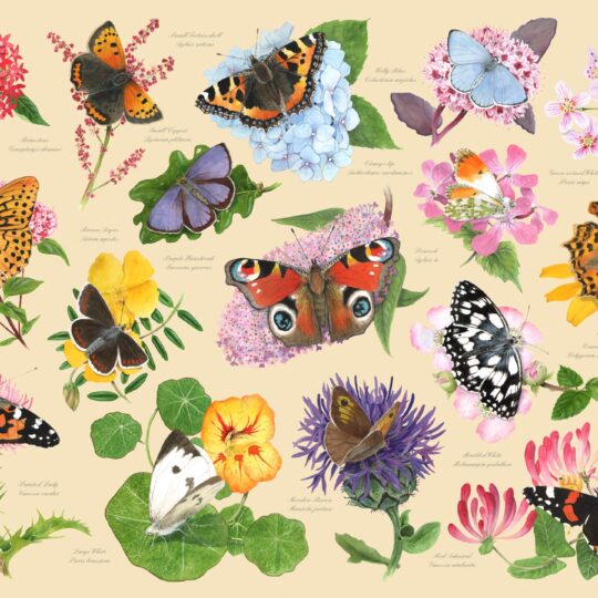 Garden Butterflies 1000 Piece Jigsaw Puzzle by House of Puzzles - HOP0214