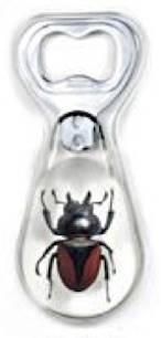 Insect Golden-Winged Stag Beetle Clear Bottle Opener by World of Insects - KP4S08