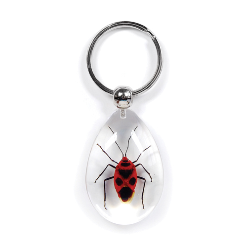 Insect Milkweed Beetle Clear Keyring by World of Insects - SK0944
